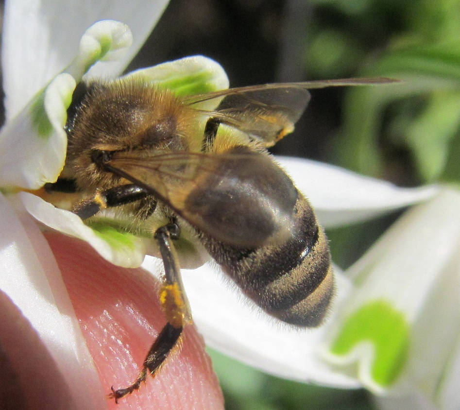 Apis mellifera (Linnaeus, 1758) 03 by MRuslanY on DeviantArt