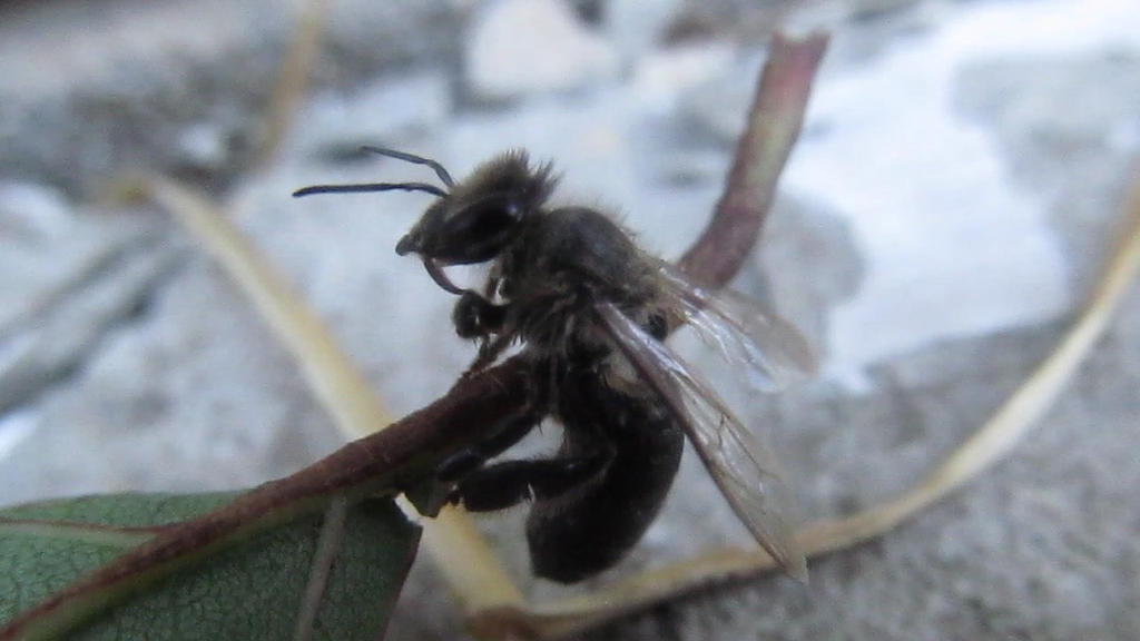 Apis mellifera (Linnaeus, 1758) 06 by MRuslanY on DeviantArt