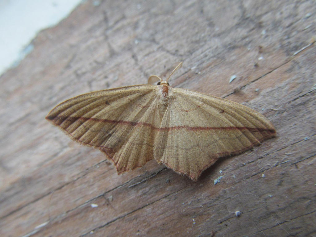 Timandra comae (Schmidt, 1931) 08 by MRuslanY on DeviantArt