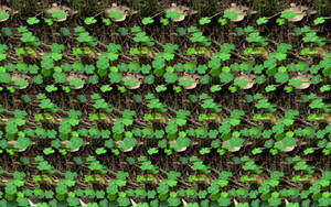 Shamrock Photostereogram