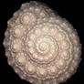 A Seashell Fractal