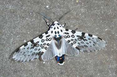 Giant Leopard Moth