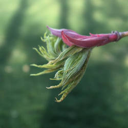 Sprouting Japanese Maple Leaves