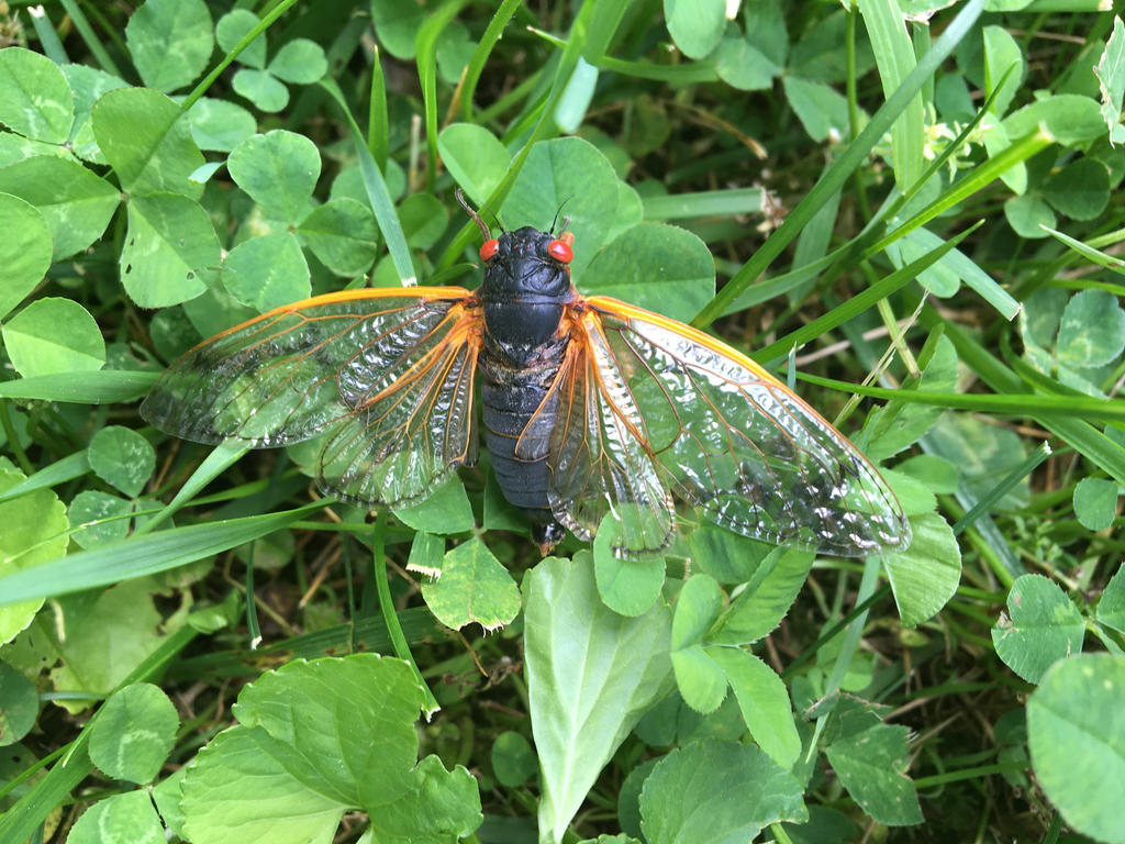 Cicada on Clovers