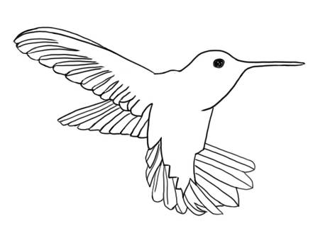 #1 Humming Bird Contour