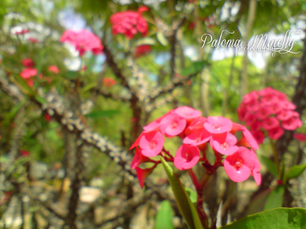 Red crown of thorns