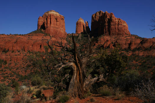 Red Rock Desert in Summer