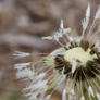 Dewy Dandelion