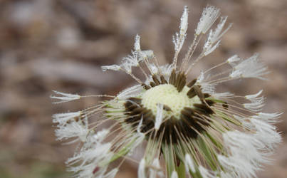 Dewy Dandelion