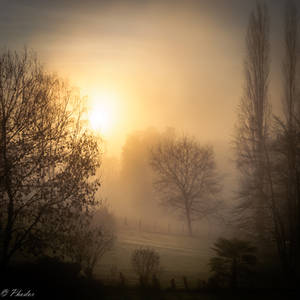 Light in the fog