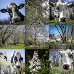 One day in a cows life