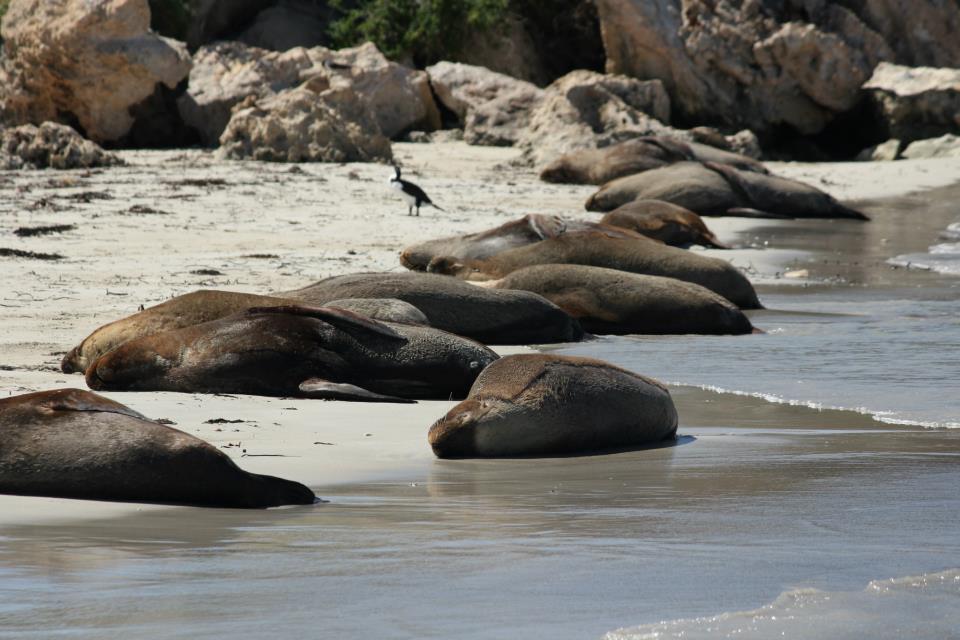 Sea Lions Line