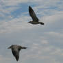 birds