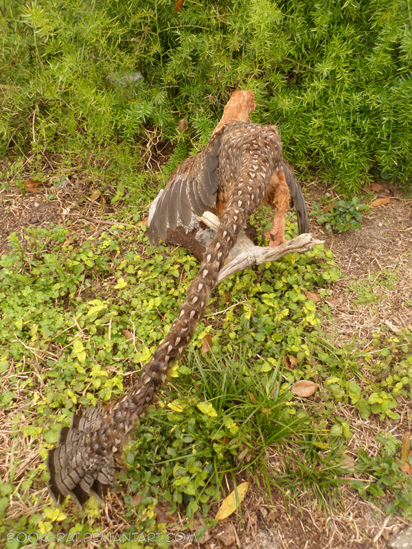 Generic raptor back view