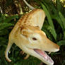 Pseudhesperosuchus 2
