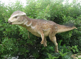 Stegoceras