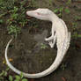 Albino Terrestrisuchus