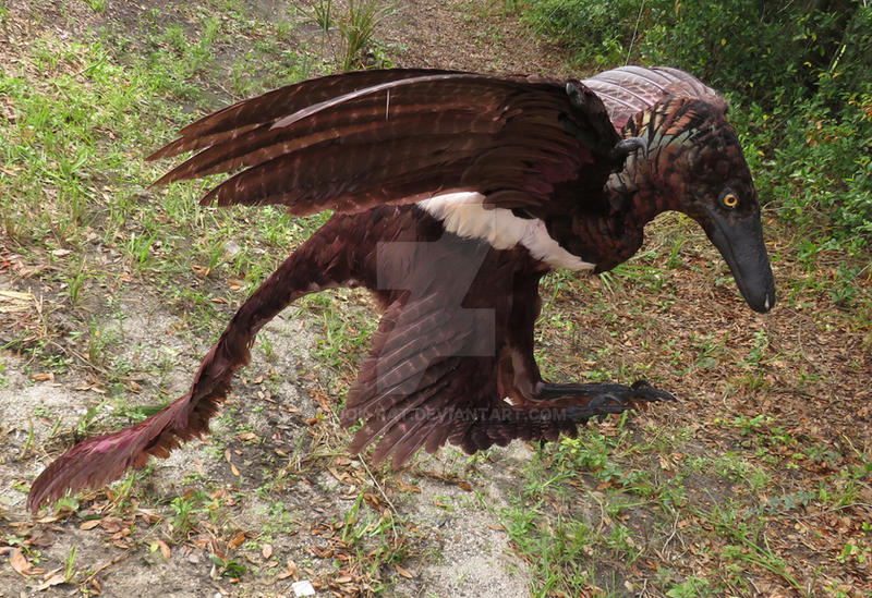 Changu Raptor Changyuraptor by Book-Rat on DeviantArt