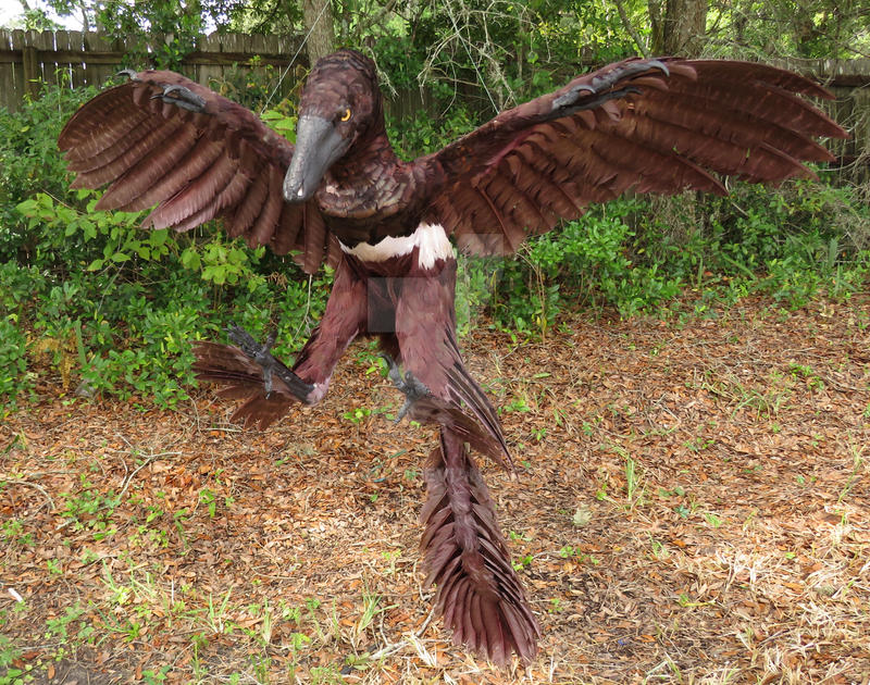 Changu Raptor Changyuraptor by Book-Rat on DeviantArt