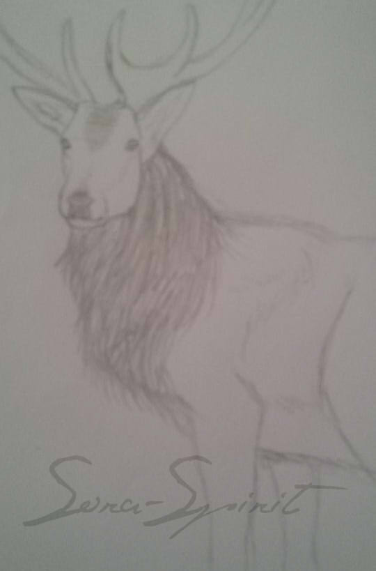 Stag Sketch