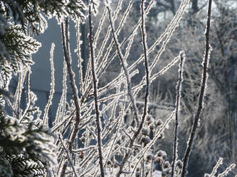 Wintery bush