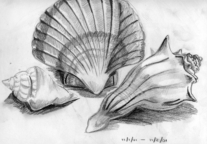 shells by hissylizard on DeviantArt