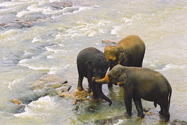 three elephants