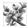 Peach blossom (Prunus persica)