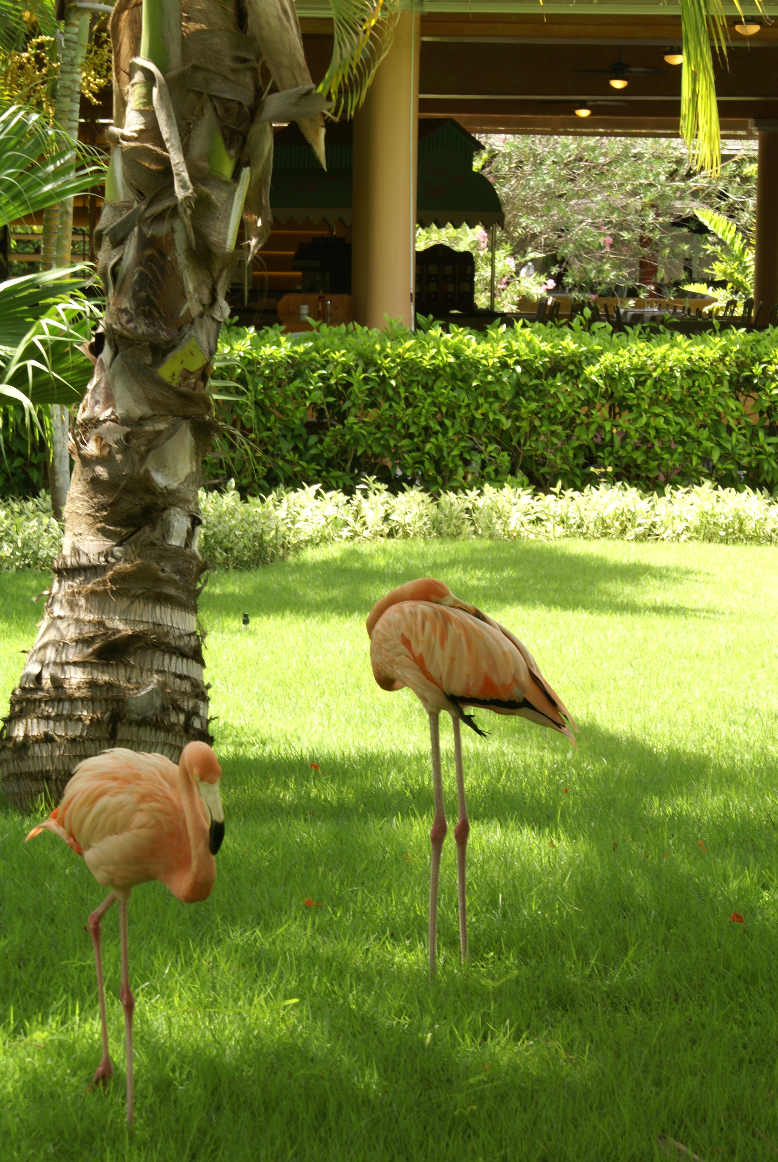 Punta Cana- flamingos