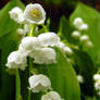 Lily of the Valley