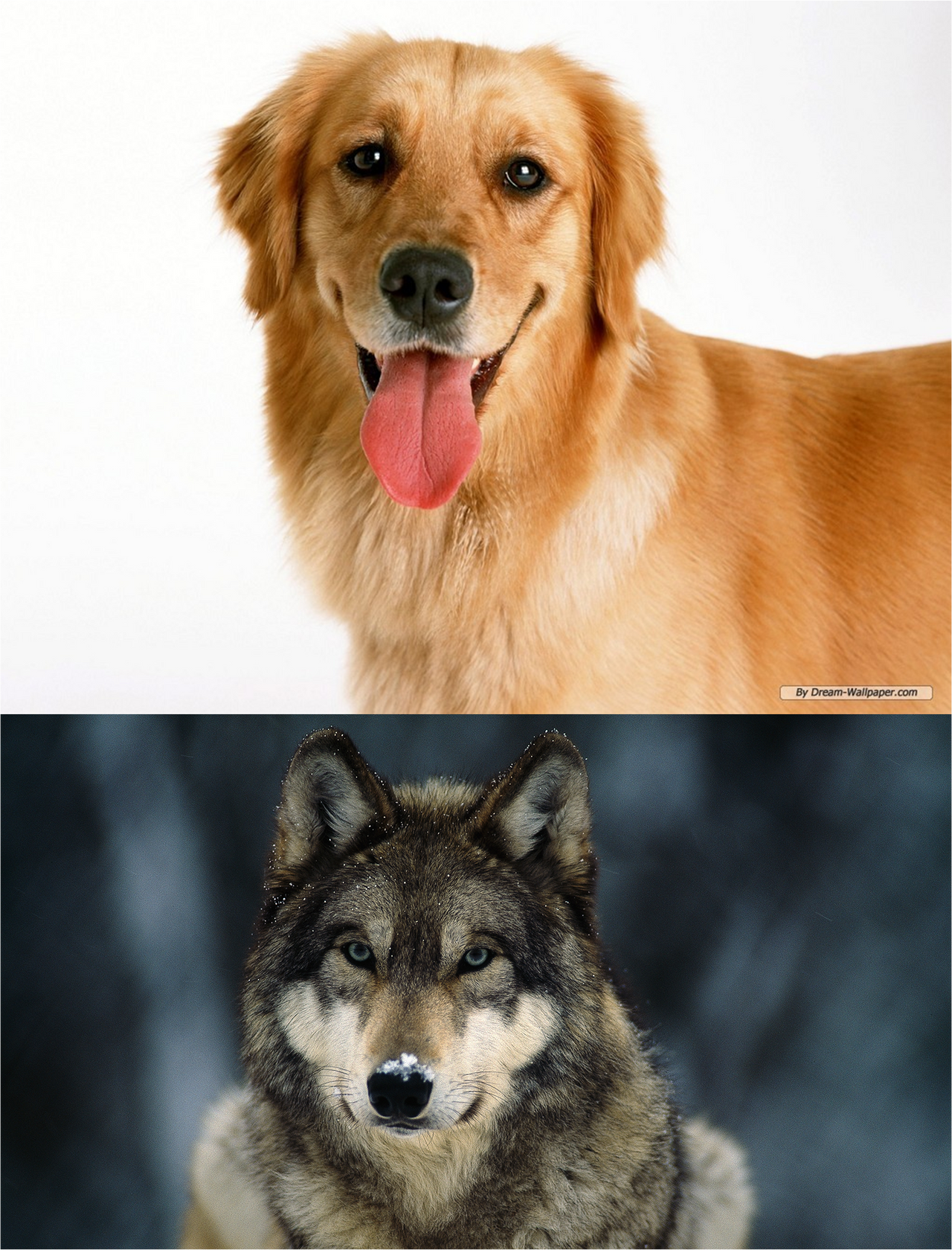 Dog And Wolf Meme By Redforce059 On Deviantart Dog And Wolf Meme By Redforce059 On Deviantart