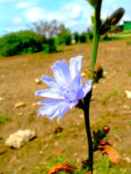 lavender petals