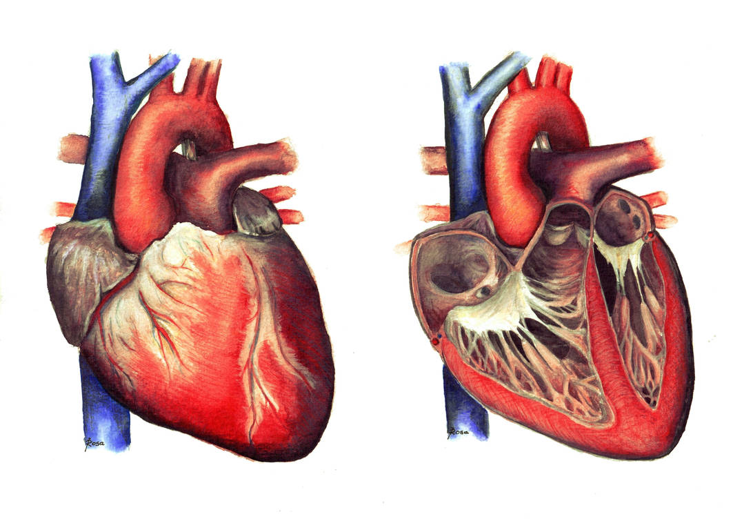 Сердце приведет часть 1. Сердце анатомия.