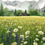 Meadow of daisies