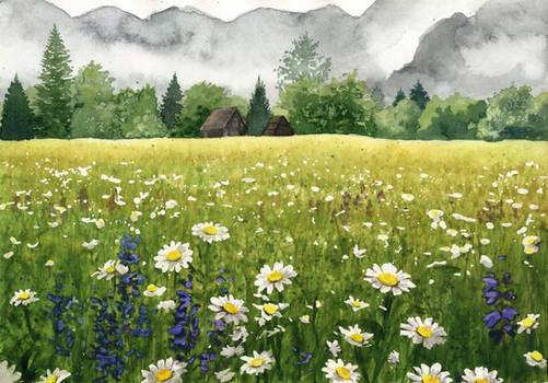 Meadow of daisies