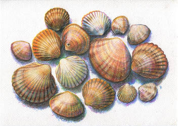Seashells by JoaRosa