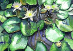 Water lilies by JoaRosa