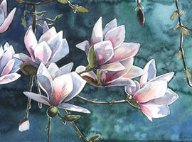 Magnolia flowers
