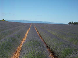 Lines of Lavender