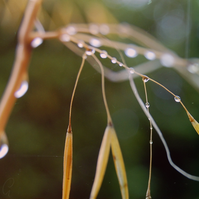 August Rain