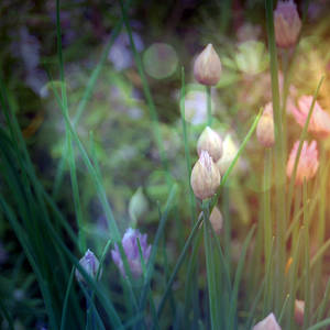 Peacefully by OctodogPhotography Peacefully by OctodogPhotography
