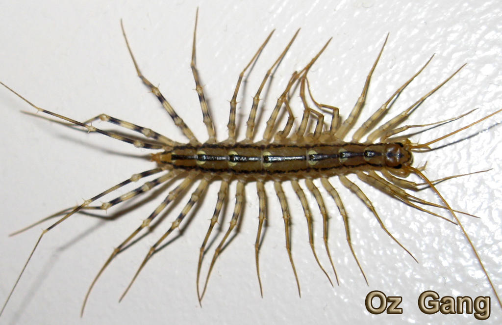 Eyelash Bug by WildPencil on DeviantArt
