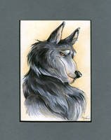 Wolf Portrait