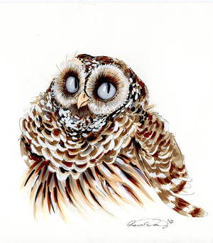 Barred Owl