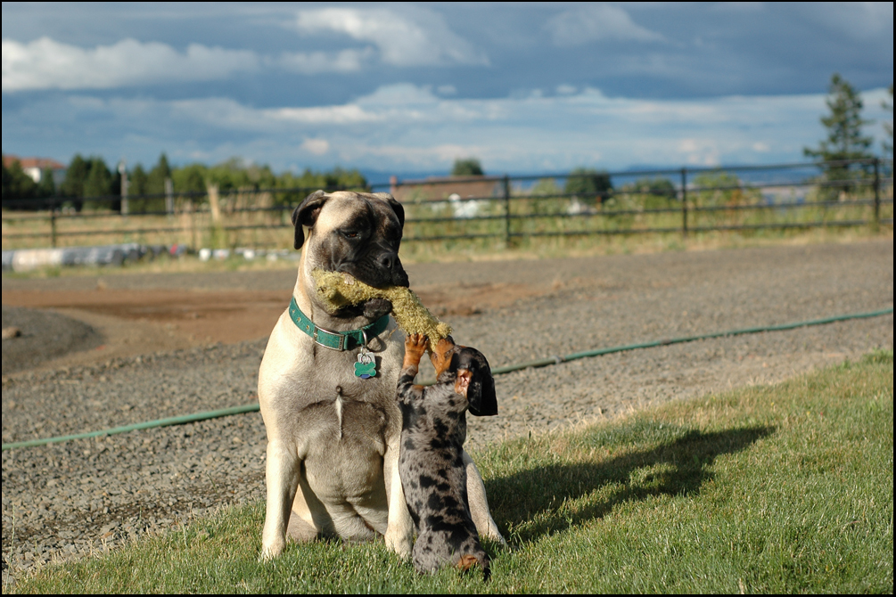 Bella and Dozer 4