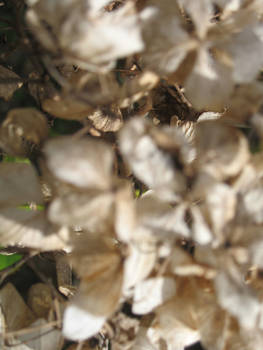 Dried Hydrangea Petals texture