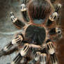 Geniculata.