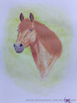 Horse portrait by nemuikumo