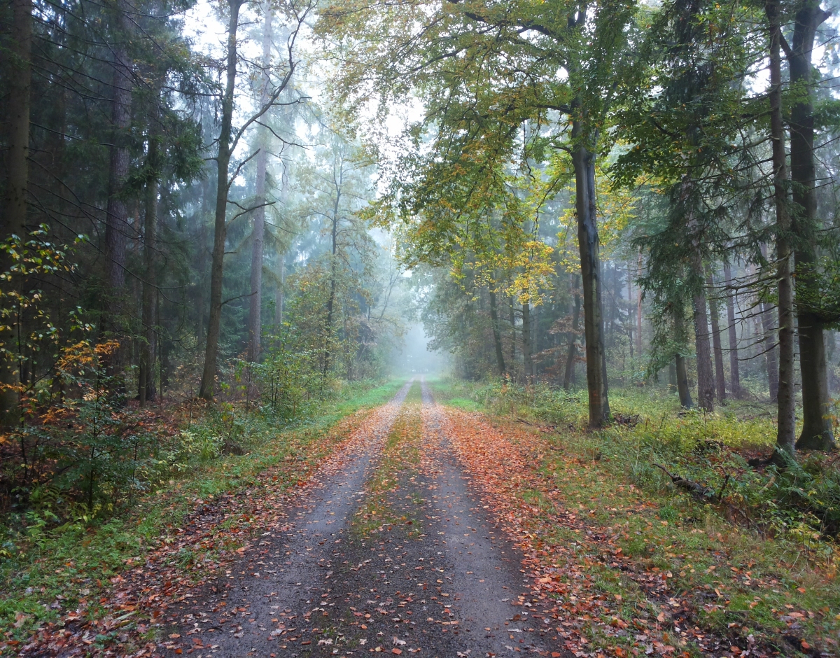 Hazy Forest Path in Autumn