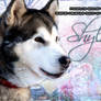 Wintry Malamute FP Manip